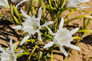 Pancratium maritimum - Narciso Marino - 1 bulbo