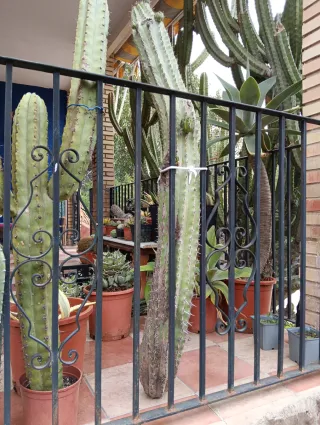 Cactus polaskia 140 cm