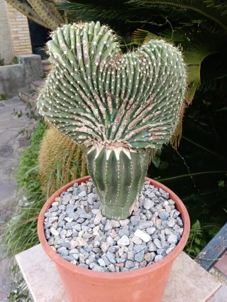 Cactus neobuxbamia CRISTATA