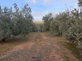 Parcela de olivos en Peñuelas (Lachar)