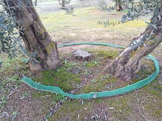Parcela de olivos en Peñuelas (Lachar)