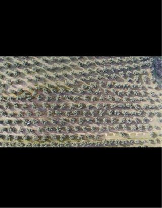 Parcela de olivos en Peñuelas (Lachar)