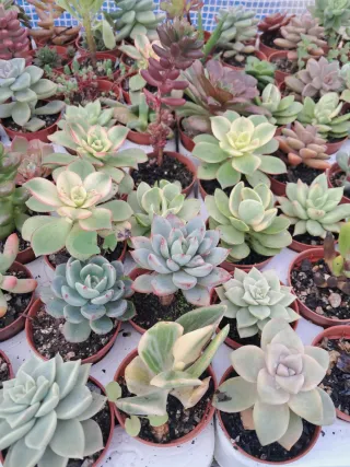 Planta Suculenta Pequeña