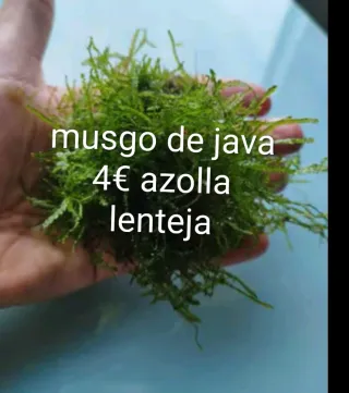 Musgo de Java, Azolla y Lenteja de Agua