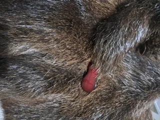 Pelliccia vera pelle vintage TG. 44/50