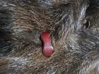 Pelliccia vera pelle vintage TG. 44/50