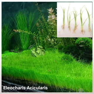 Pack 65x | 10 Espécies Plantas Aquário Cor