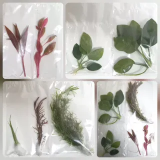 Pack 65x | 10 Espécies Plantas Aquário Cor