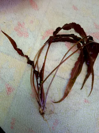 Pack 65x | 10 Espécies Plantas Aquário Cor