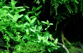 Pack 65x | 10 Espécies Plantas Aquário Cor