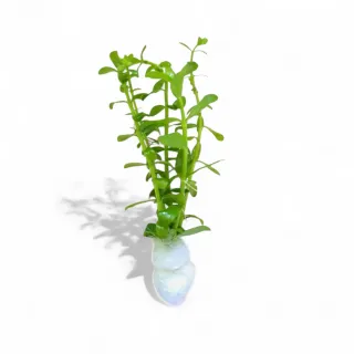 Pack 65x | 10 Espécies Plantas Aquário Cor