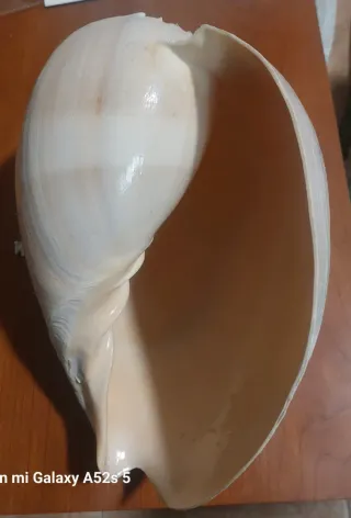 Cancha Marina Grande Natural