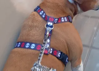 Arnés para perro mediano con diseño calaveras
