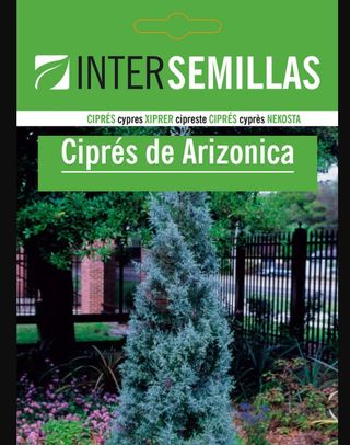 4 sobres de semillas Ciprés de Arizona