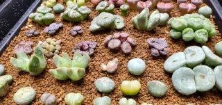 Conophytum, Lithops y Mesembs Exclusivos (HQ)
