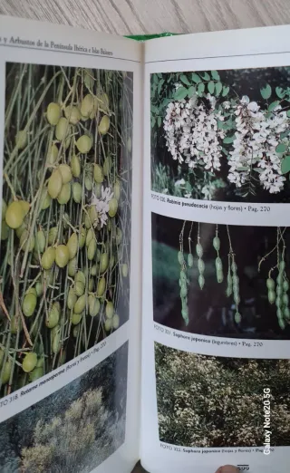 Árboles y arbustos de la P. Ibérica y Baleares