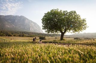 Terreno en venta en Mula