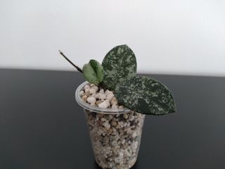 Hoya Mathilde Splash