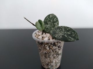 Hoya Mathilde Splash