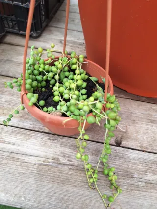 Pianta grassa Senecio rowleyanus