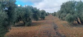 Terreno en venta en Valdepeñas