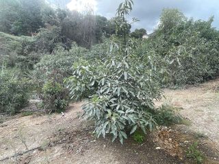 Casa rural en venta en Coín