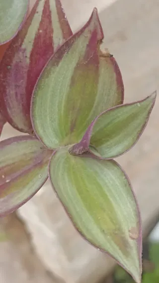 Tradescantia zebrina pianta