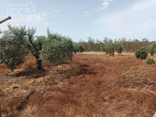 Casa rural en venta en Almonte en Almonte