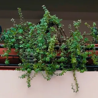 PORTULACARIA AFRA COLGANTE + HIERRO DE COLGAR.