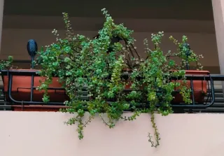 PORTULACARIA AFRA COLGANTE + HIERRO DE COLGAR.