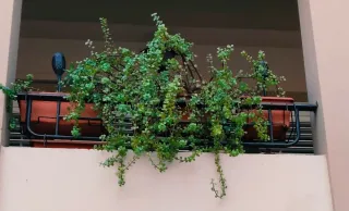 PORTULACARIA AFRA COLGANTE + HIERRO DE COLGAR.