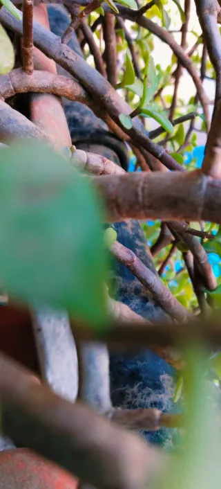 PORTULACARIA AFRA COLGANTE + HIERRO DE COLGAR.