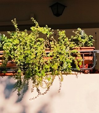 PORTULACARIA AFRA COLGANTE.