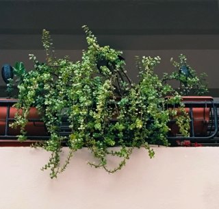 PORTULACARIA AFRA COLGANTE.