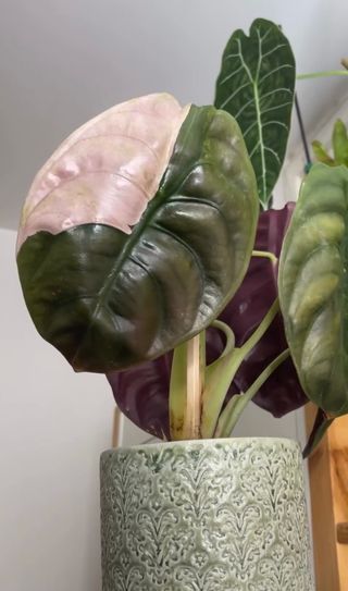 Cormo Alocasia Cuprea pink