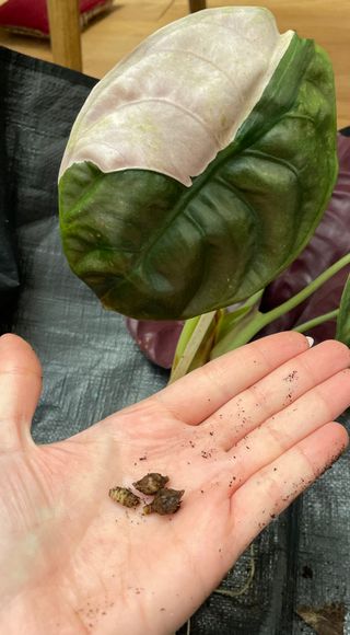 Cormo Alocasia Cuprea pink