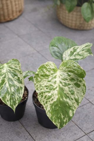 Monstera Bulbasaur Variegata