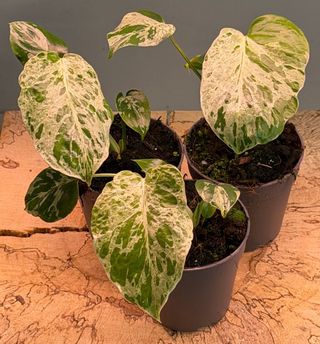 Monstera Bulbasaur Variegata