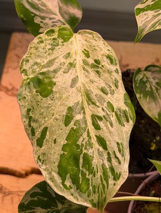 Monstera Bulbasaur Variegata