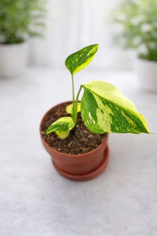 Monstera Deliciosa Electrolyte