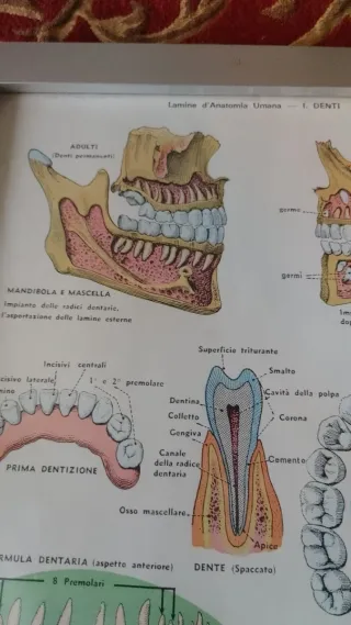 Poster Odontoiatrico Anni '60 con Cornice