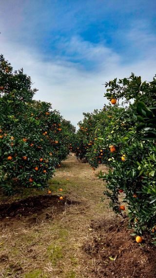 Naranja y mandarina para industria
