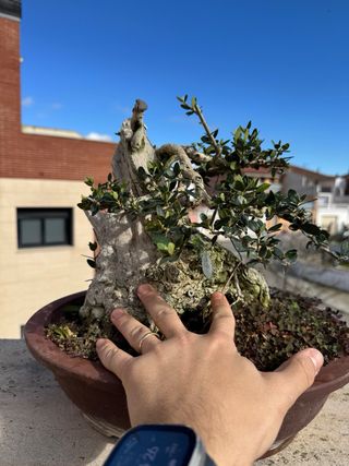 Bonsái Olea Sylvestris