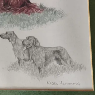 Stampa firmata Irish Setter di Niegel Hemming