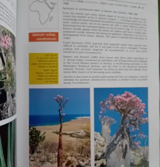 Libro Pachypodium.&Adenium t cactus file handbook