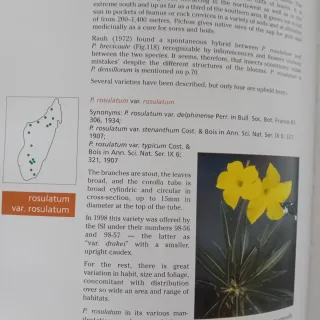 Libro Pachypodium.&Adenium t cactus file handbook