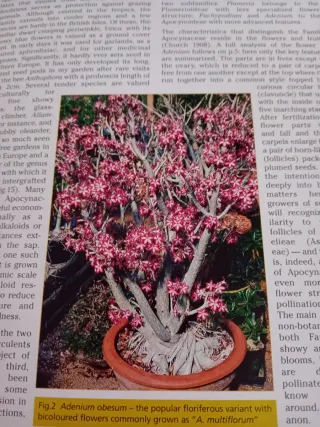 Libro Pachypodium.&Adenium t cactus file handbook