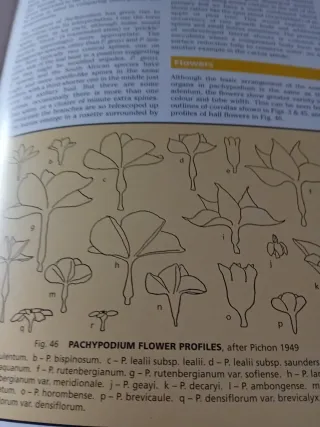 Libro Pachypodium.&Adenium t cactus file handbook