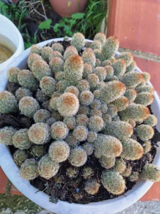 Pianta grassa Mammillaria