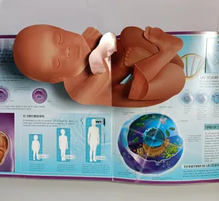 El cuerpo humano (Libros interactivos) (Spanish...